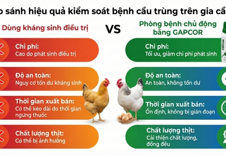 Kiểm soát cầu trùng thời hậu kháng sinh: Tại sao GAPCOR là ưu tiên số 1?